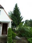 Baum